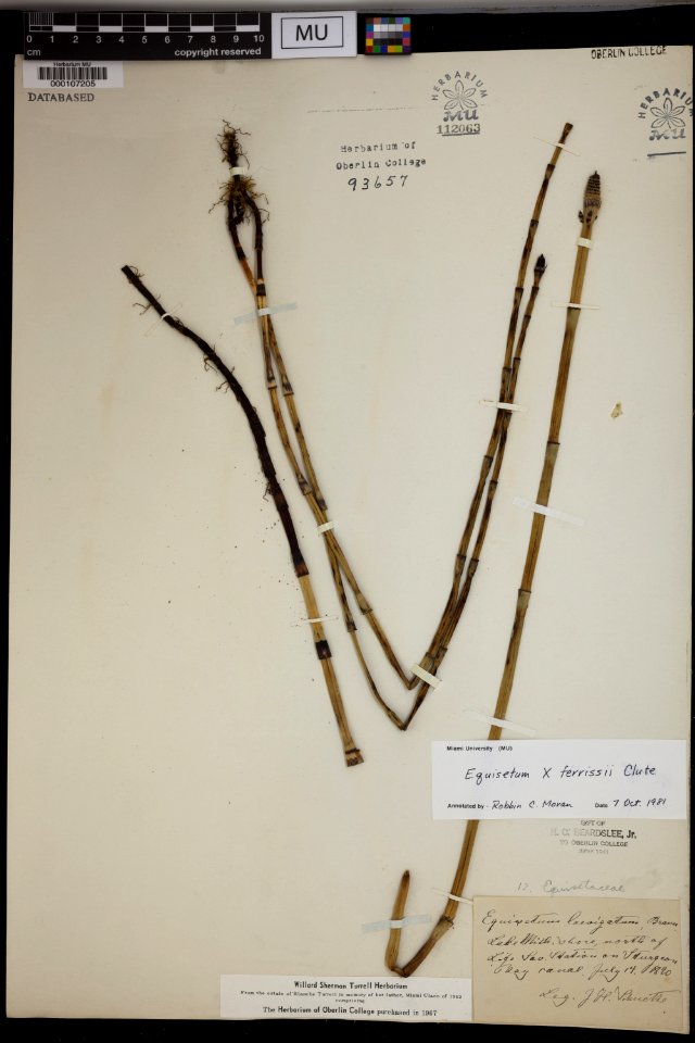 Equisetum x ferrissii Door County Wisconsin