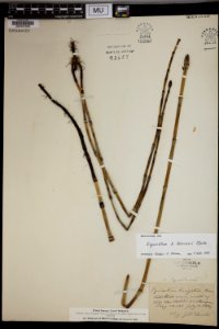 Equisetum x ferrissii Door County Wisconsin