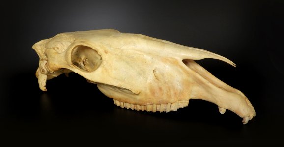 Equus caballus - cranium photo