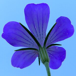 Flower meadow blue tone in tone photo