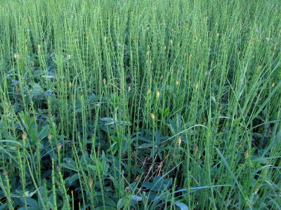 Equisetum fluviatile Oulu, Finland 01.06.2013