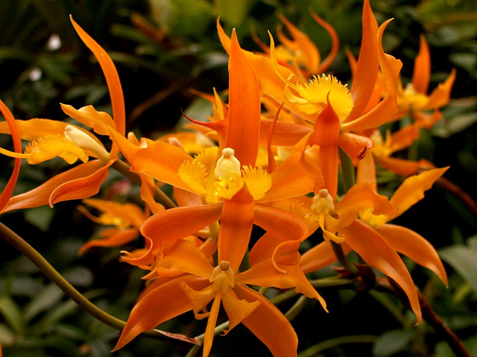 Epidendrum ciliare, 2015-03-13, Phipps Conservatory, 02
