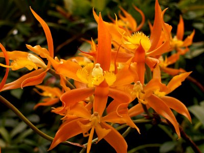 Epidendrum ciliare, 2015-03-13, Phipps Conservatory, 02