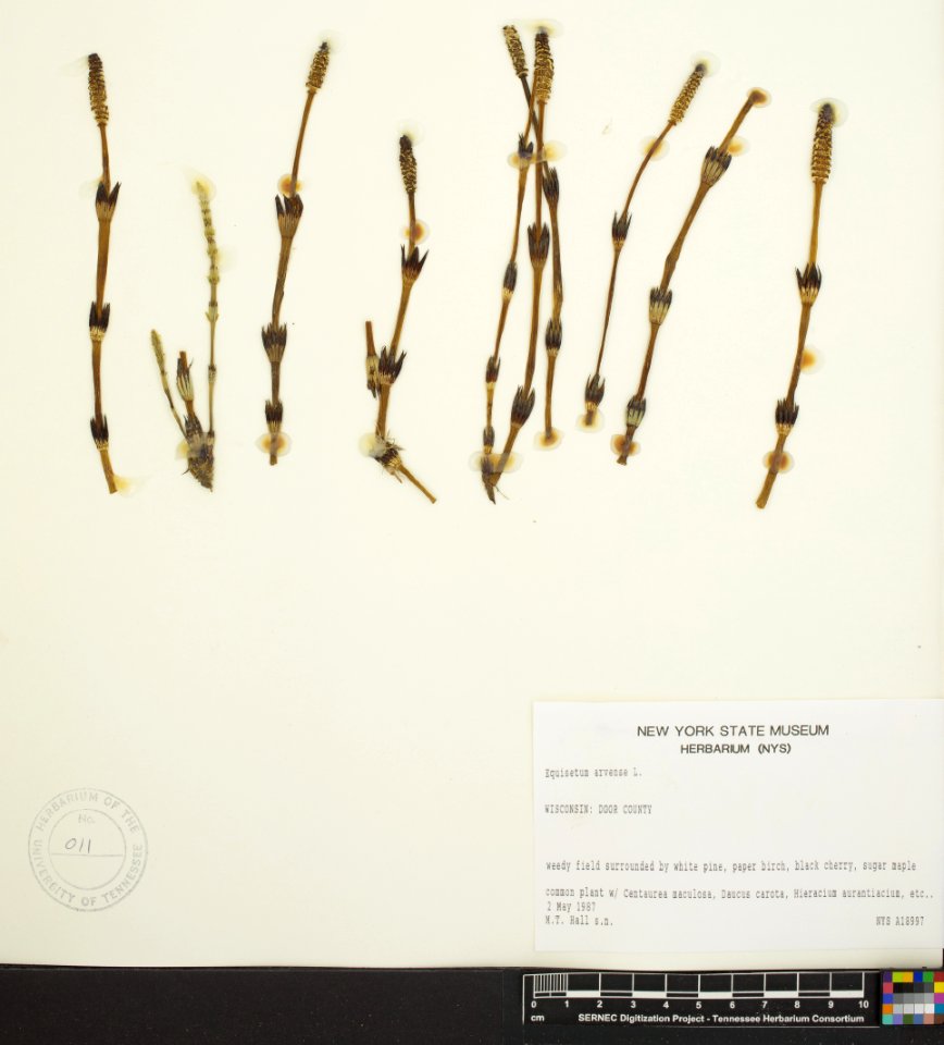 Equisetum arvense Door County Wisconsin