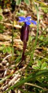 Enzian-Heimgarten-01