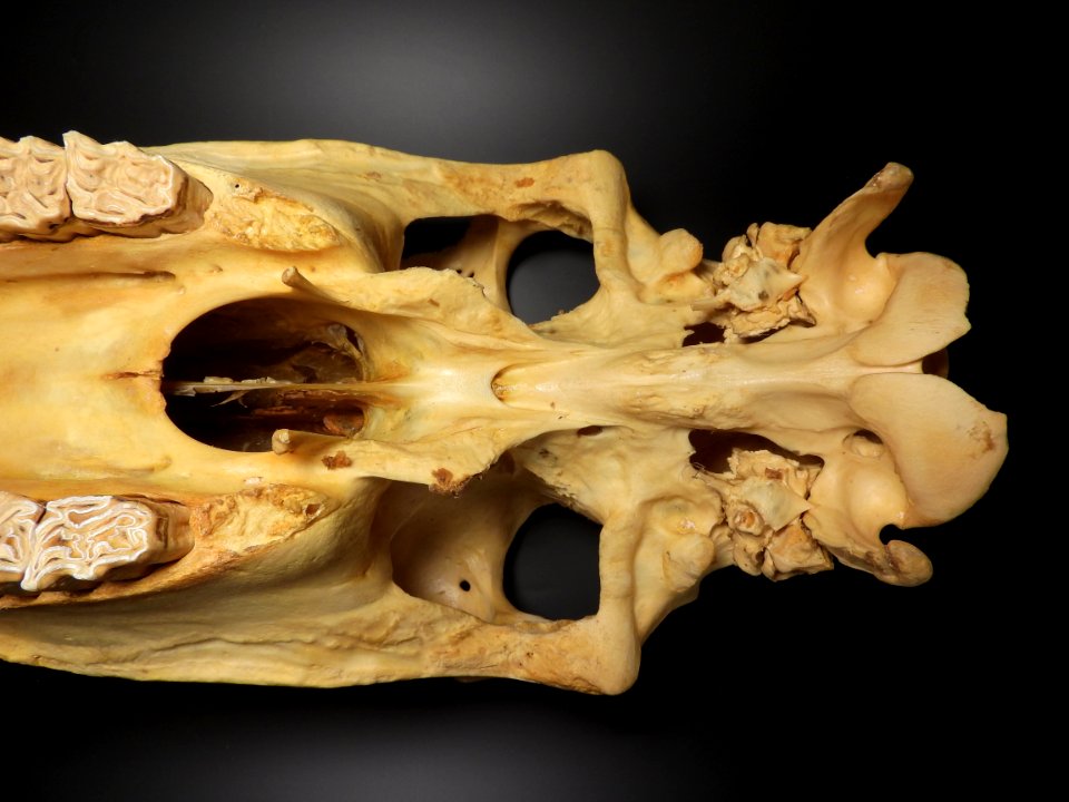 Equus caballus - neurocranium (inferior view)