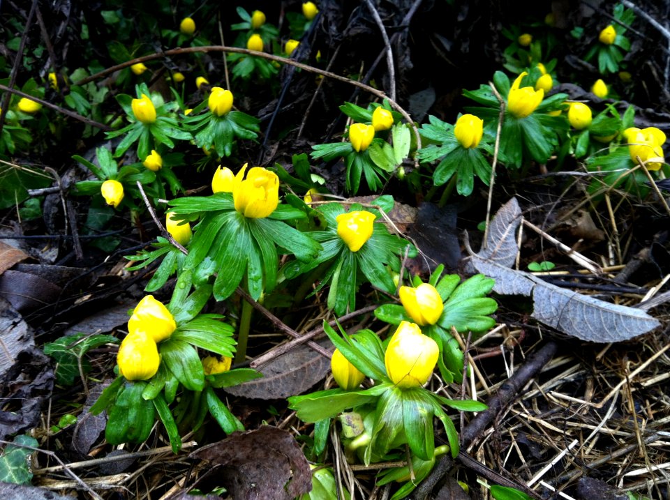 Eranthis hyemalis Mainz Finthen 30th January