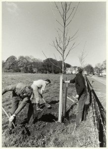 Er worden 41 essen gepland aan de Kleverlaan in Bloemendaal. NL-HlmNHA 54031368