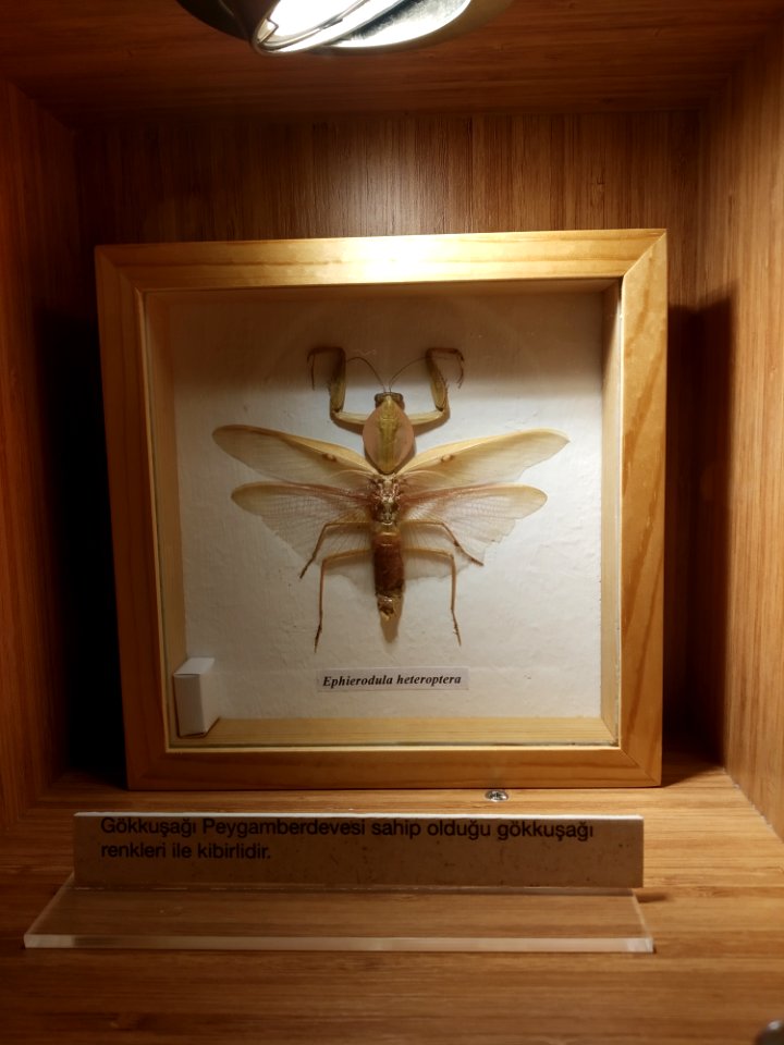 Ephierodula heteroptera