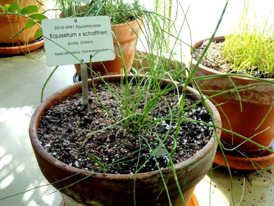 Equisetum x schaffneri - Botanical Garden in Kaisaniemi, Helsinki - DSC03617