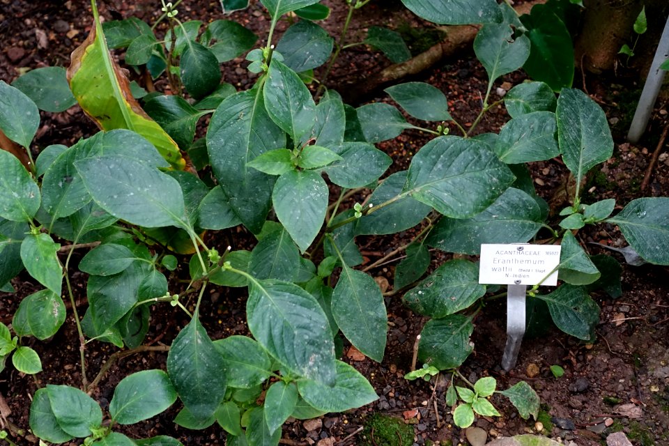 Eranthemum wattii - Botanischer Garten - Heidelberg, Germany - DSC01124