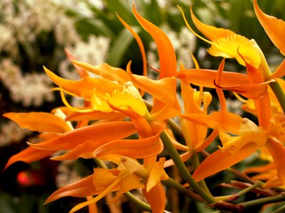 Epidendrum ciliare, 2015-03-13, Phipps Conservatory, 01