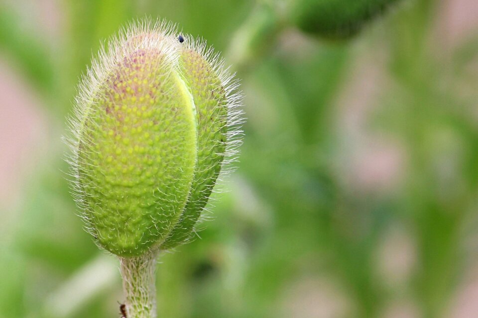 Fruchtkapsel poppy klatschmohn capsule