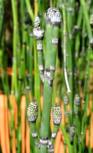 Equisetum hyemale - Jardim Botânico de Brasília - DSC09680