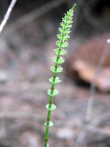 Equisetum pratense 58031