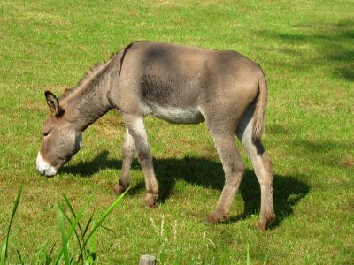 Equus asinus (Donkey), Arnhem, the Netherlands