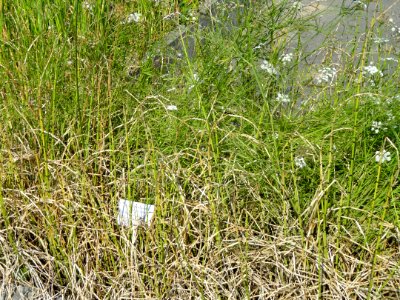 Equisetum fluviatile - Botanischer Garten, Frankfurt am Main - DSC03242