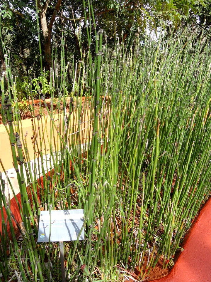 Equisetum hyemale - Jardim Botânico de Brasília - DSC09678