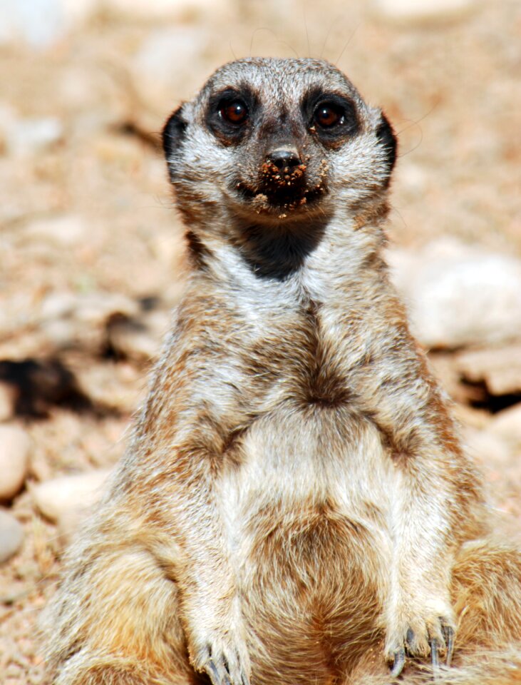 Zoo mammal animal