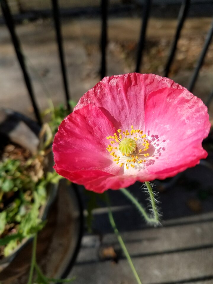 Pink poppy flower california poppy