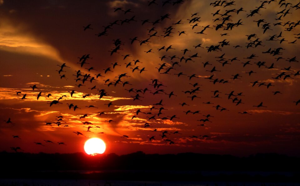 Swarm birds sunset photo