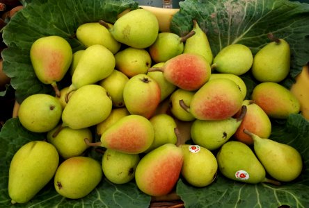Ercolina pears 2017 B1