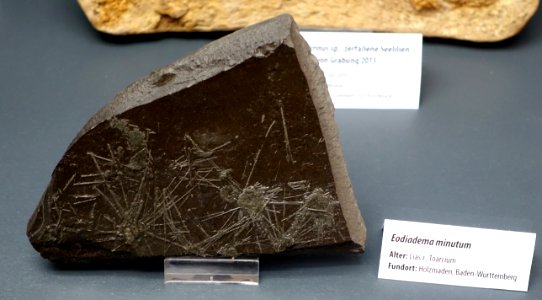 Eodiadema minutum - Naturhistorisches Museum, Braunschweig, Germany - DSC05101