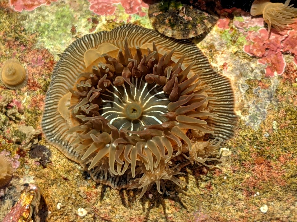 Epiactis prolifera 114131435