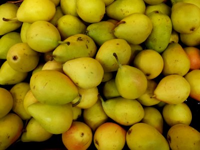 Ercolina pears 2017 A1