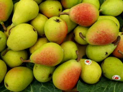 Ercolina pears 2017 B2