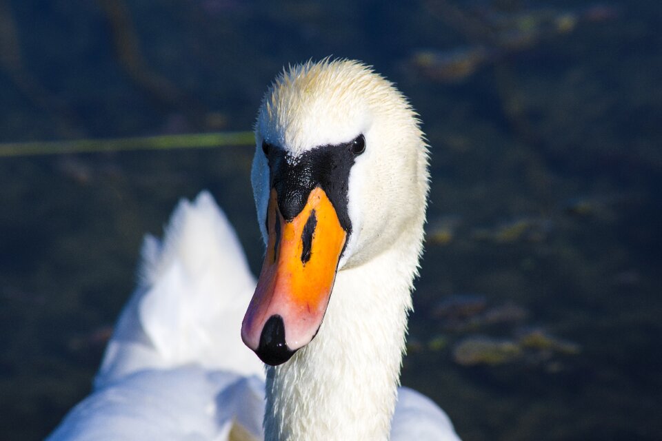 Animal white schwimmvogel