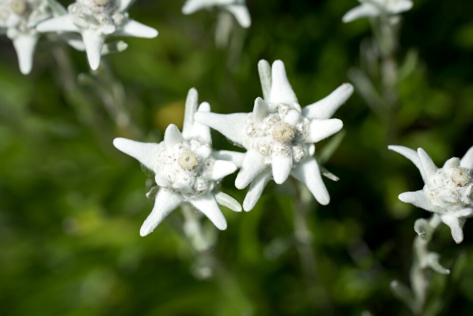 Fluffy plant nature