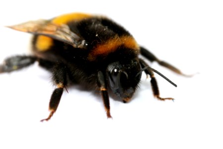 Erdhummel im Detail