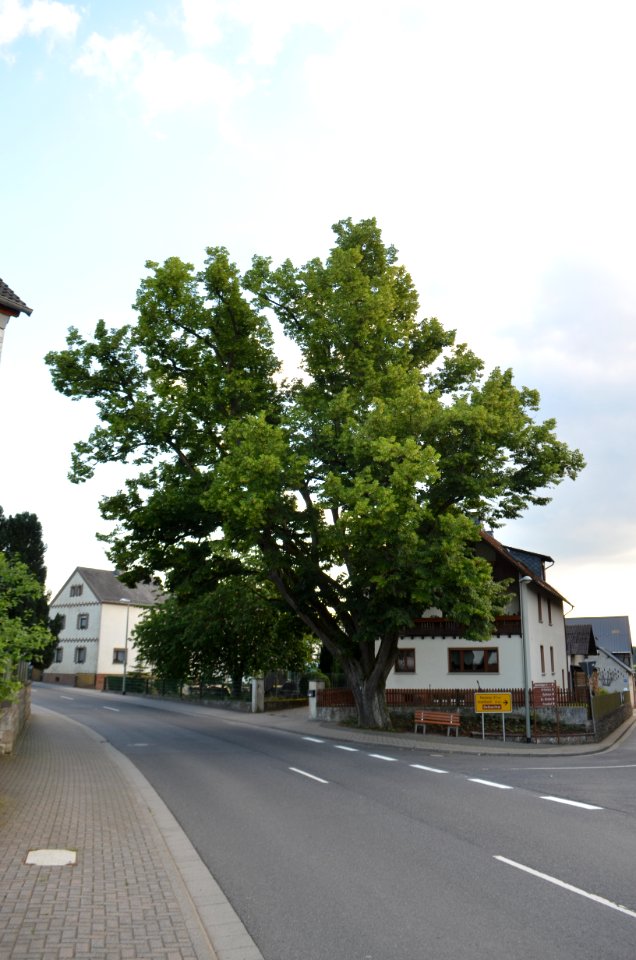 Eppenrod, Linde bei Hauptstraße 16