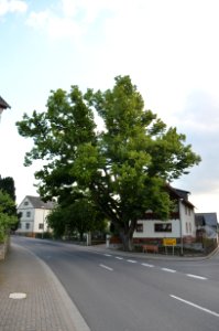 Eppenrod, Linde bei Hauptstraße 16