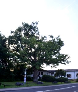 Eppenrod, Eiche bei Hauptstraße 21