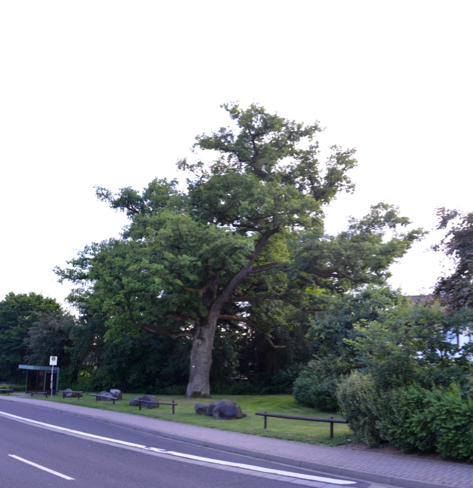 Eppenrod, Eiche bei Hauptstraße 21 (2)
