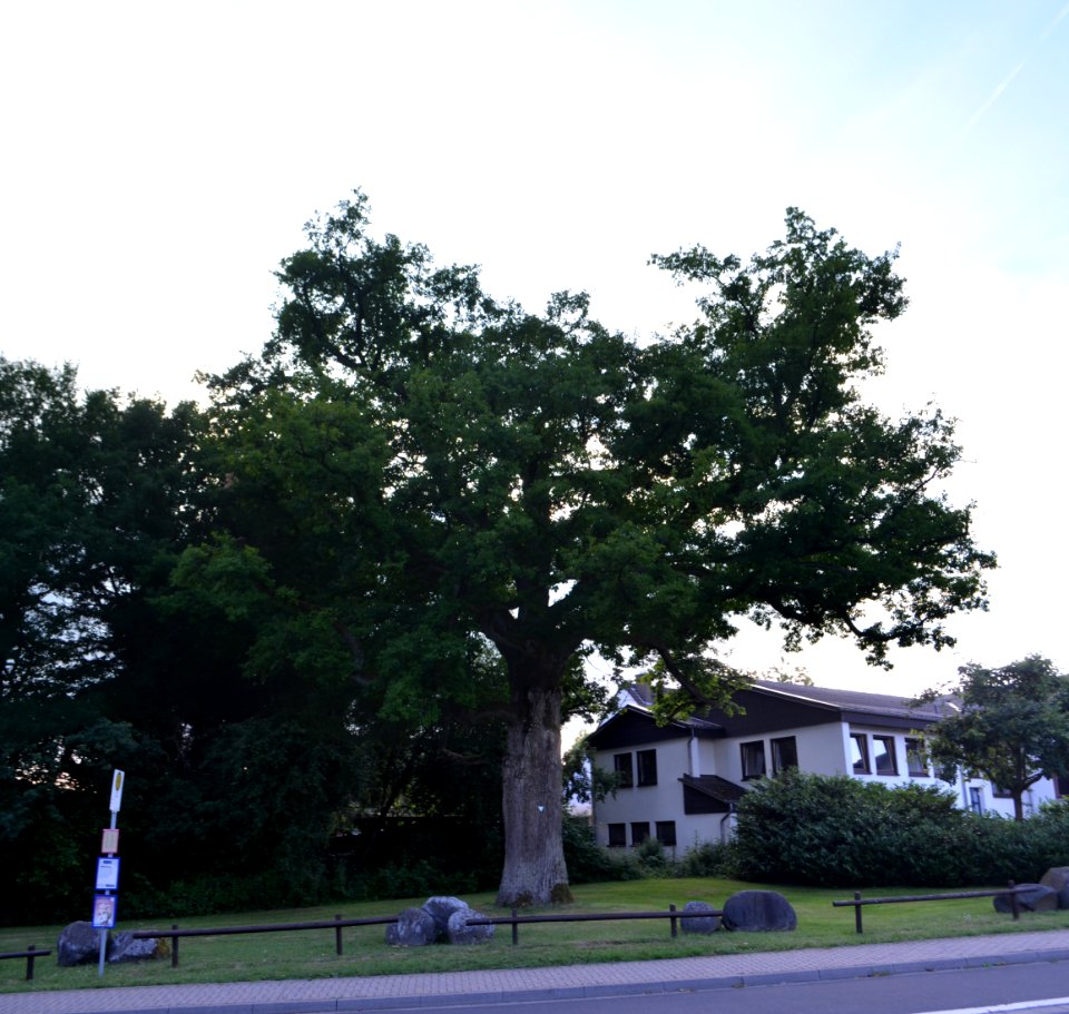 Eppenrod, Eiche bei Hauptstraße 21 (1)
