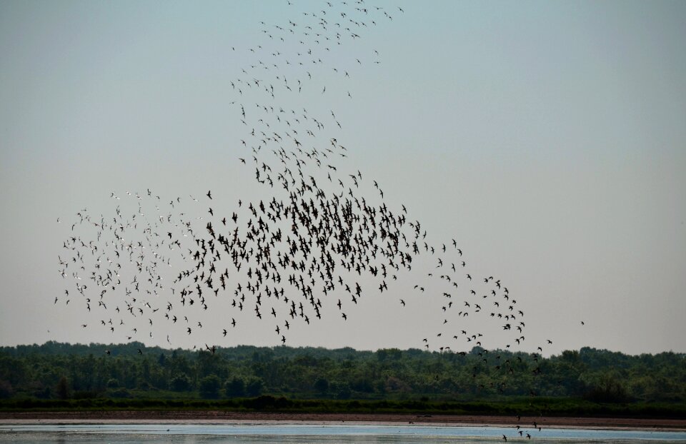 Birds nature migration