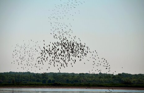 Birds nature migration