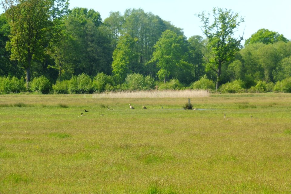 Erdgarten-Lauerwiesen - 17