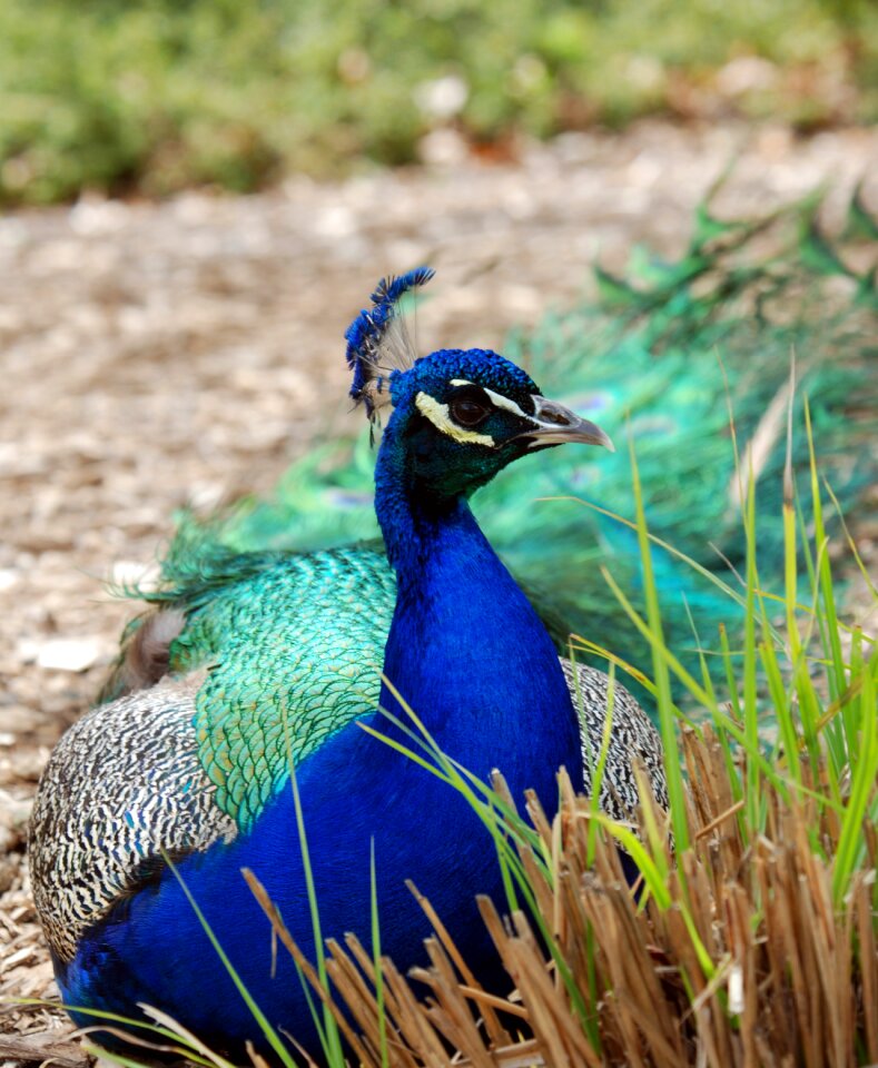 Male bird animal