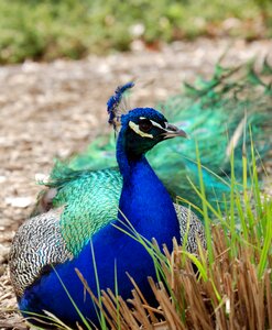 Male bird animal