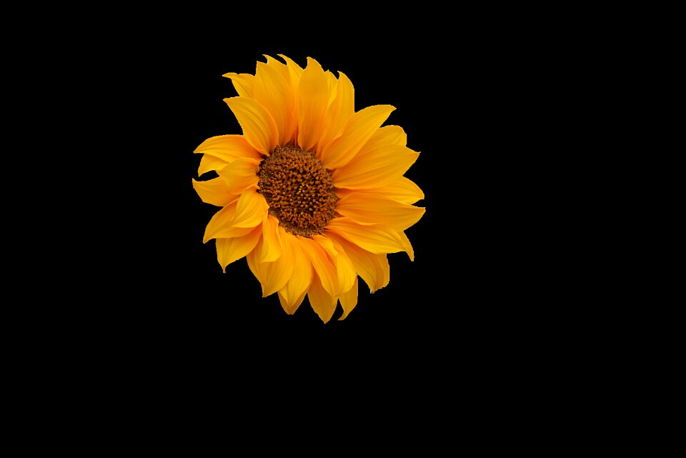 Petal yellow nature