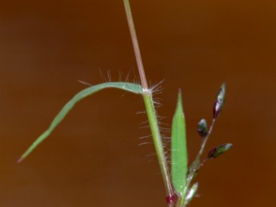 Eragrostis minor IP0807050