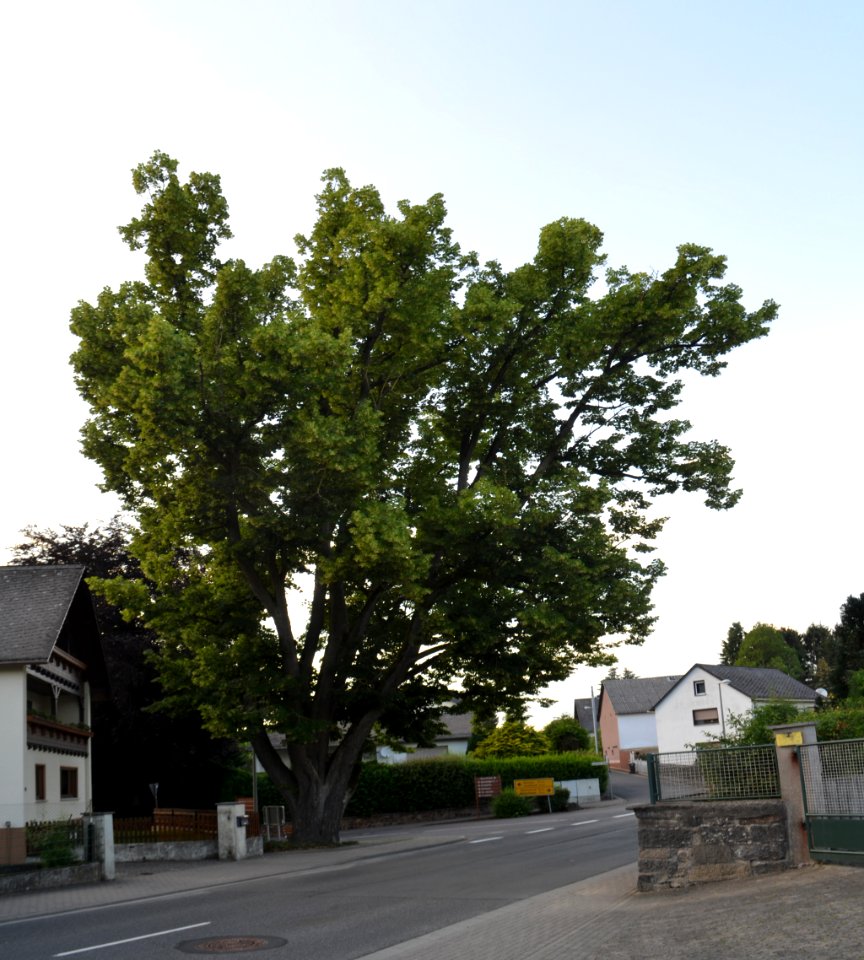 Eppenrod, Linde bei Hauptstraße 16 (1)