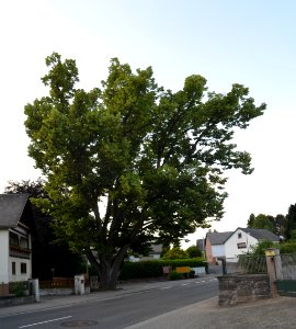 Eppenrod, Linde bei Hauptstraße 16 (1)