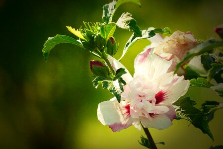 Flower blossom bloom