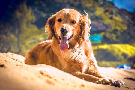 Mutt bug canine
