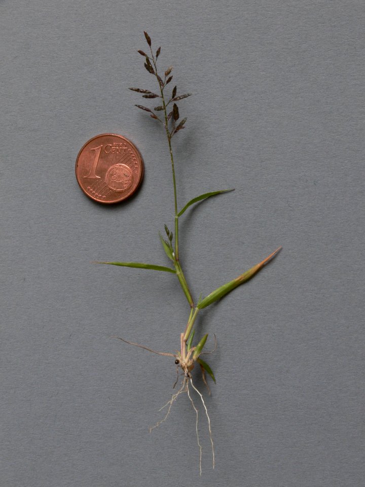 Eragrostis minor IP0807049